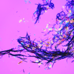 The Research image entry image is a foucus stack micrograph at 10x showing emmer wheat calcium oxlate and phytoliths with a first order plate